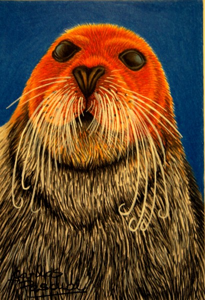 Steller's sea lion