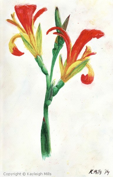 Canna glauca