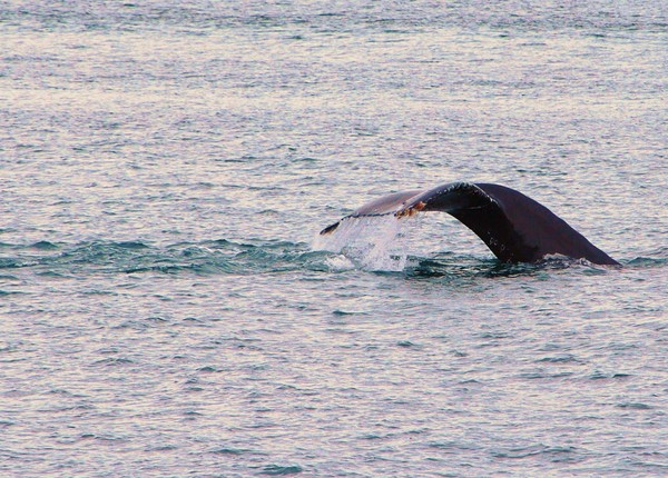 Feeling the Wind on My Tail