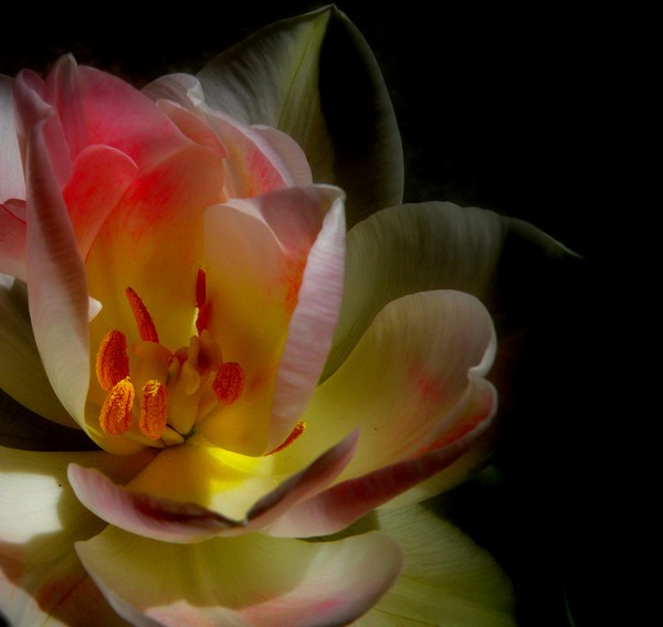 Light Flowers In The Darkness
