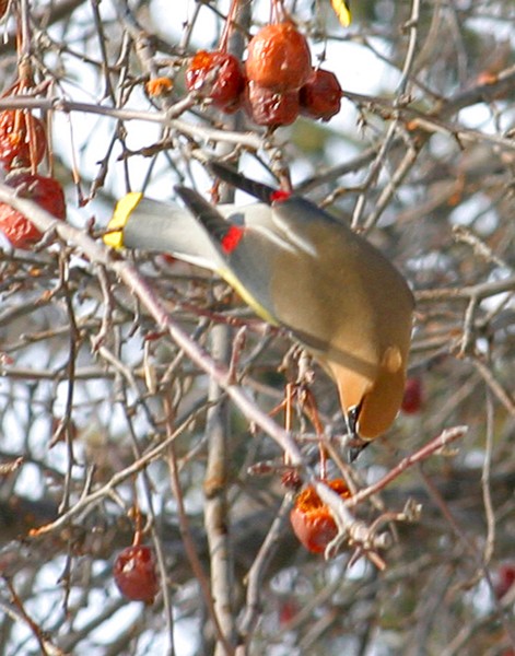 Cedar Waxwing 1