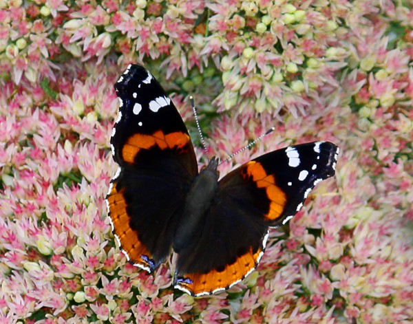 Butterfly 4.  ne1012