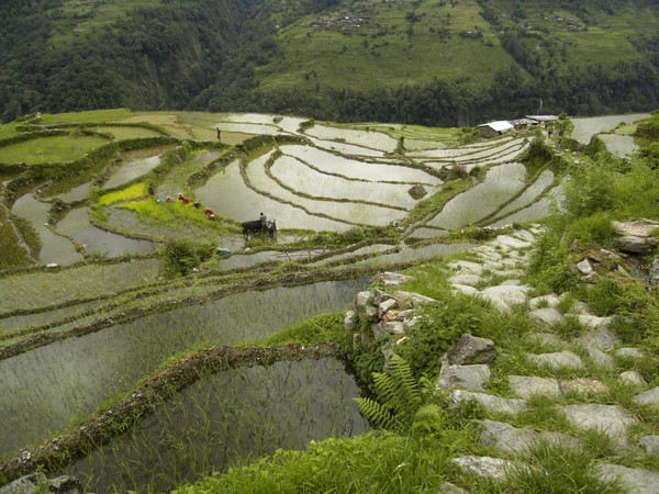 Nepal,Annapurna region, rice fields