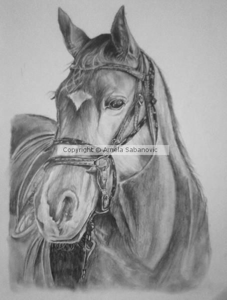 Horse drawing