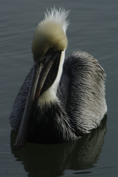 Pelican