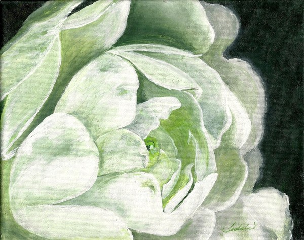 white camilia