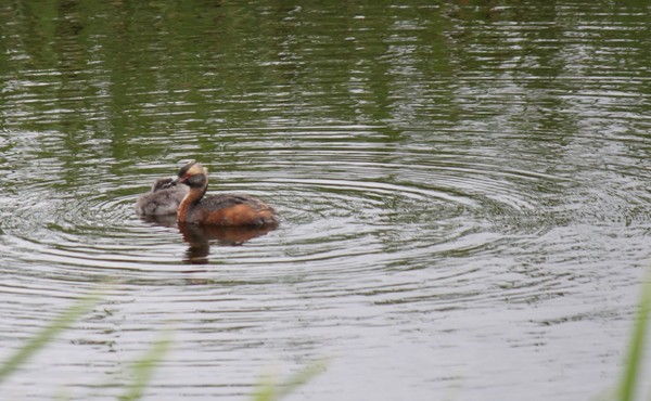 Cinnamon Teal Beauty