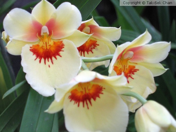 Pansy Orchid, Miltoniopsis Andrea West