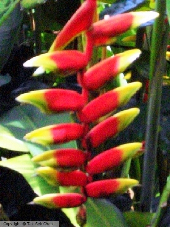 Lobster-Claw Flower (Heliconia rostrata), Kowloon Park 07-12-2010