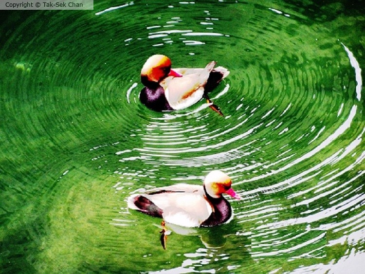 Red-crested Pochards (Netta rufina) Chateau de Chillon at Geneva Lake 05-17-2015