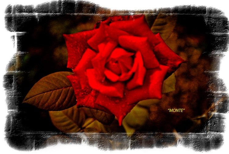 ROSE21234