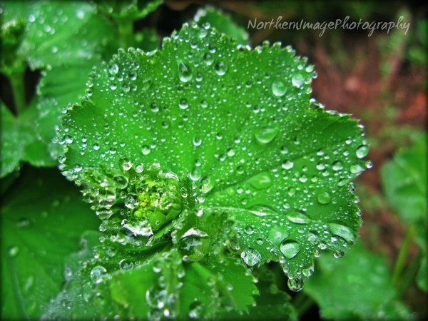 Just after the rain