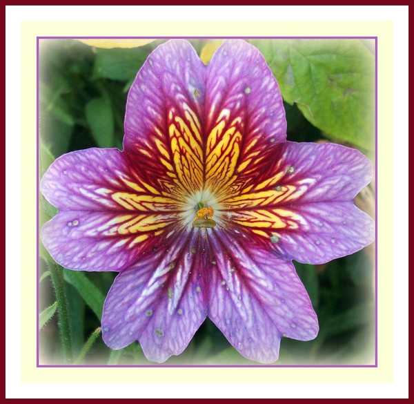 Glorious flower