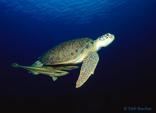 Green Turtle with Remora