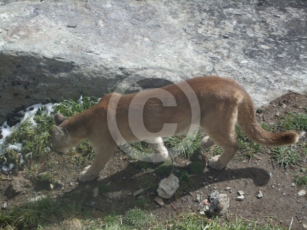 Cougar