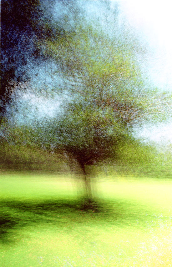 A tree
