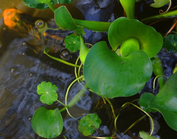 lily pads and fish