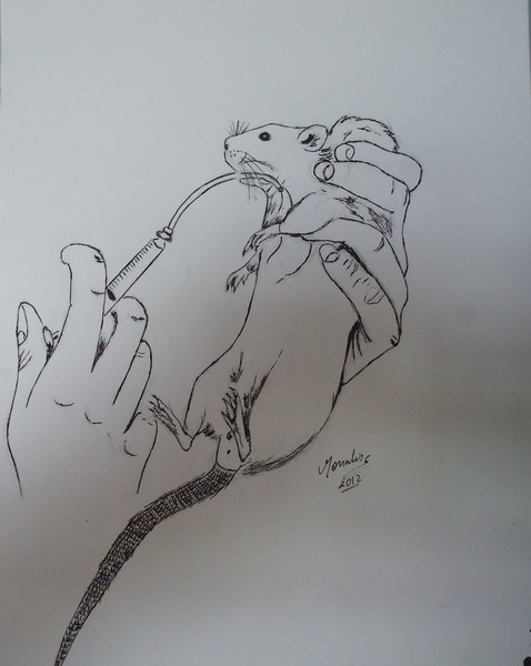 Lab Rat