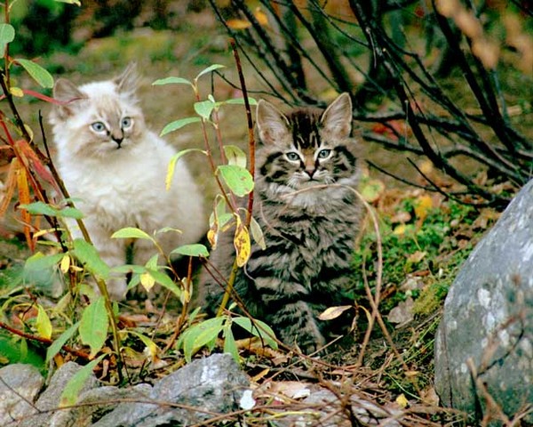 Wild Cats of Denali