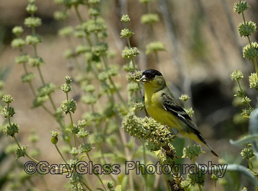 Lesser Goldfinch