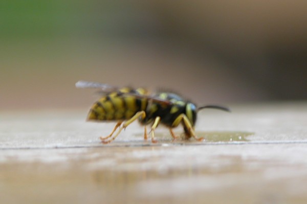 WASP DRINKING