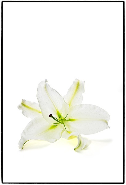 Asiatic Lily Number Three