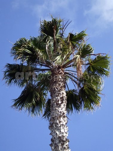 Palm Tree