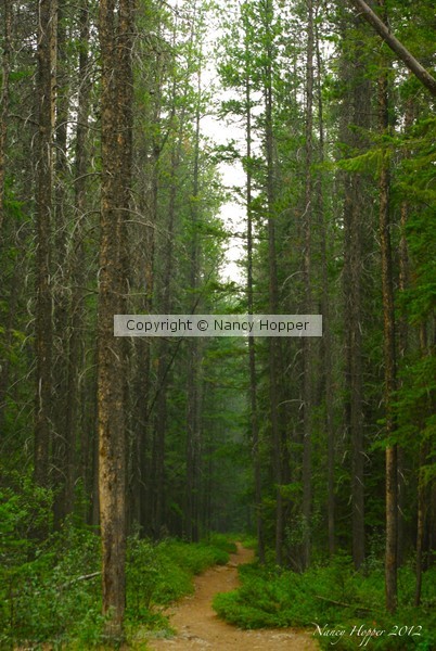 Tall Trees in Canada