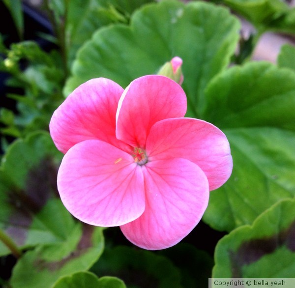 pink geranium