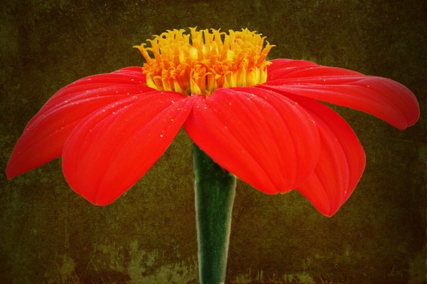 Magenta Zinnia Flower