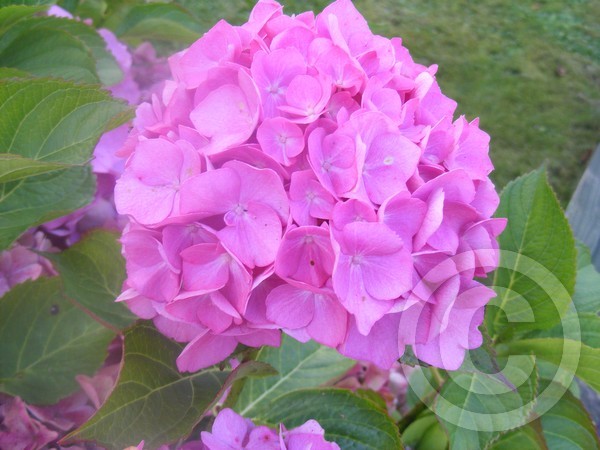 Pink Flower Bunch