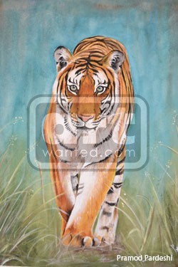 Coming Tiger