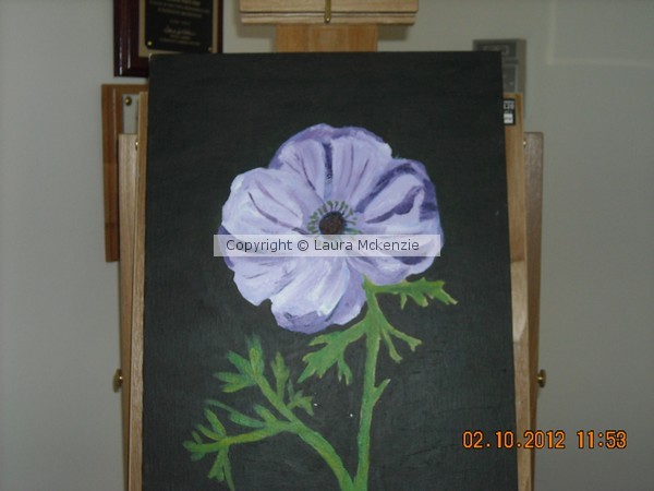 purple poppie
