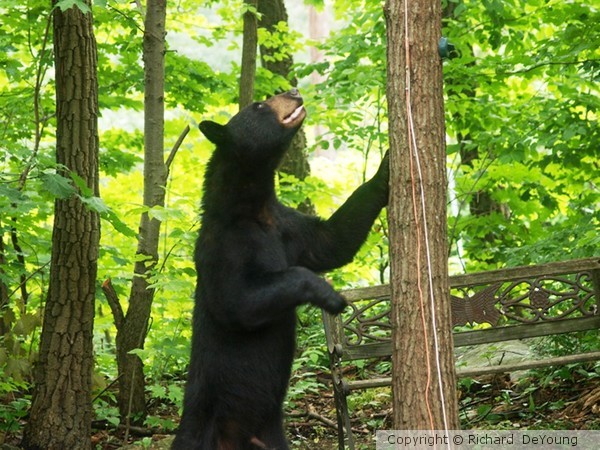 BLACK BEAR