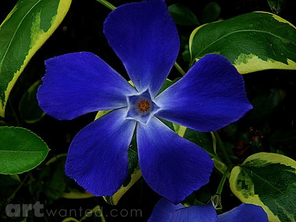 Morning Glory