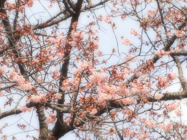 Early Cherry Blossoms