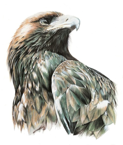 Wedge Tail Eagle