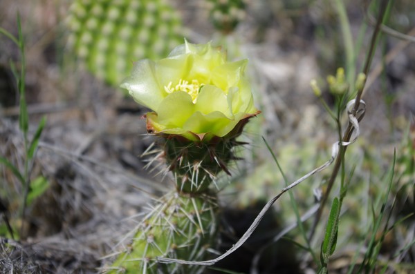 Cactus