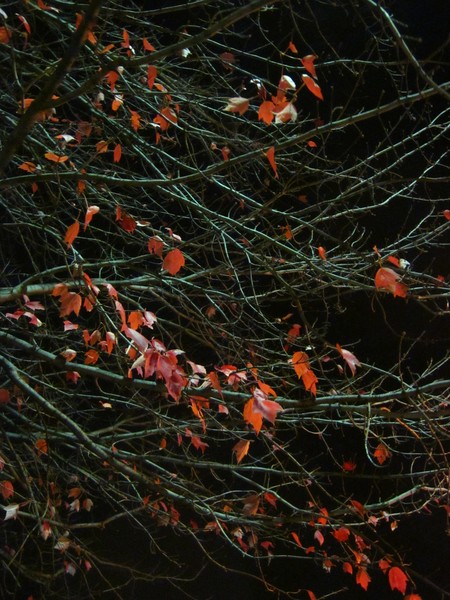 Leaves By Night