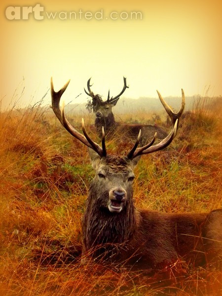 Another stag party