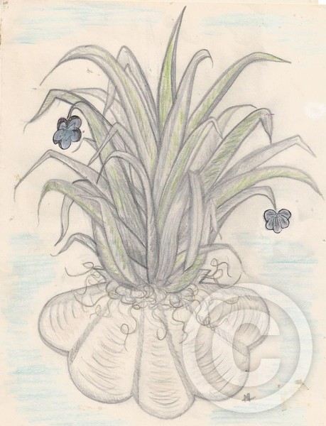 air plant doodle.... :)