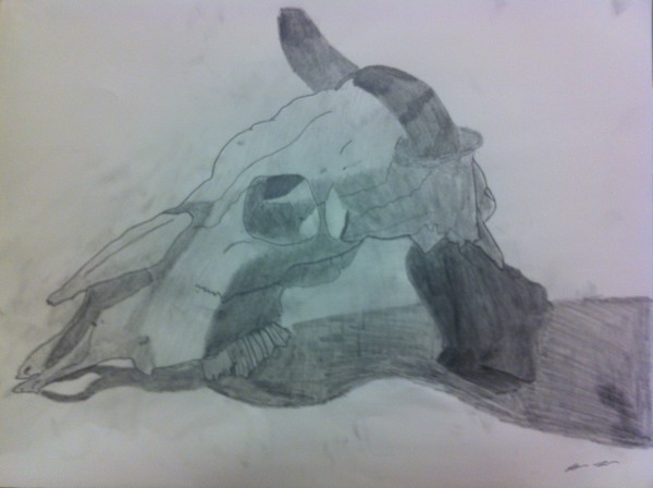 cow skull