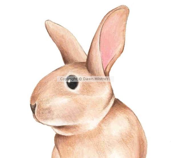 Bunny Face