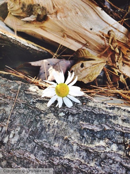 Daises (pt.2)