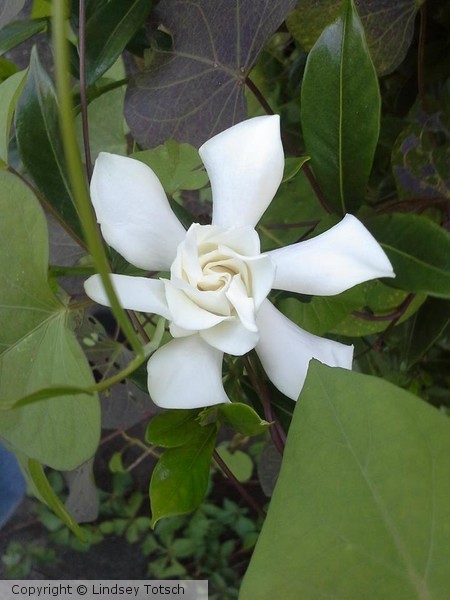 Looks Like A Rose.