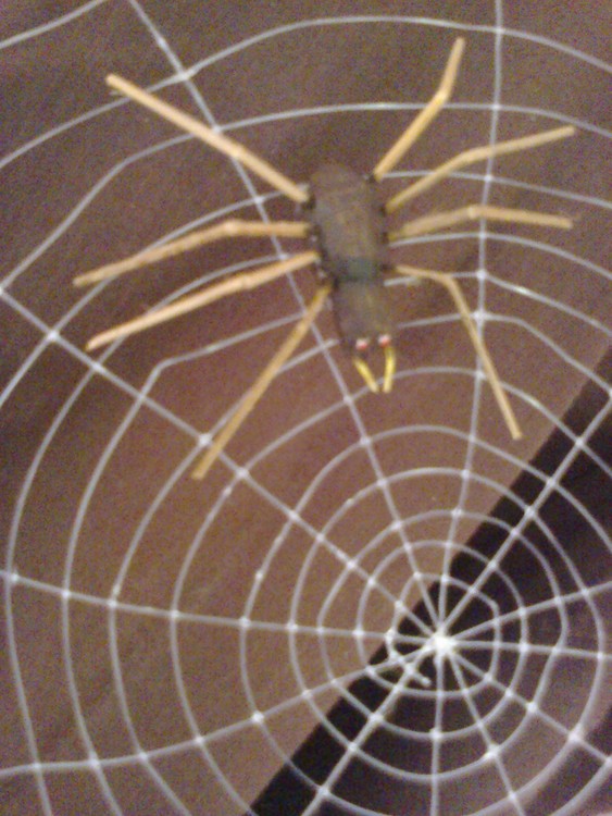 Spider and its web