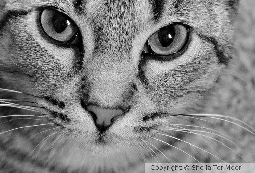 Tiger Eye