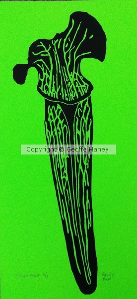 Pitcher Plant