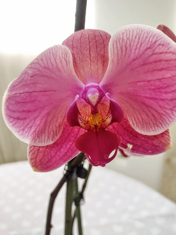 PRETTY PINK