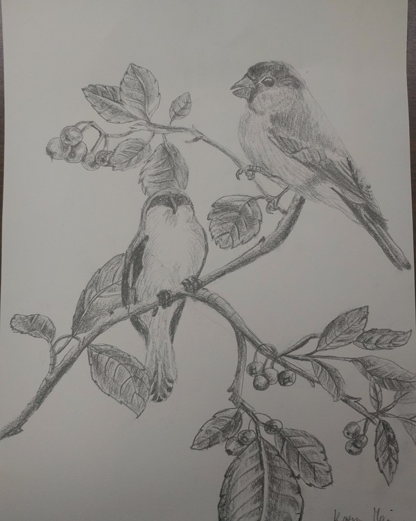 Birds